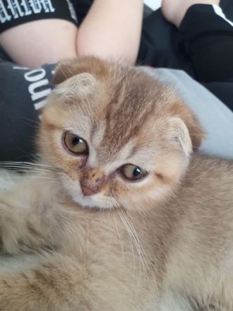 Bkh golden sucht neues Zuhause