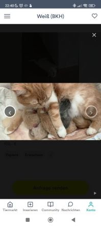 erfahrener BKH Deckkater weiss
