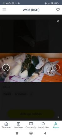 erfahrener BKH Deckkater weiss