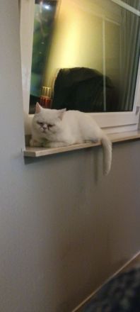 erfahrener BKH Deckkater weiss