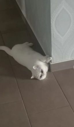 erfahrener BKH Deckkater weiss