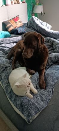 erfahrener BKH Deckkater weiss