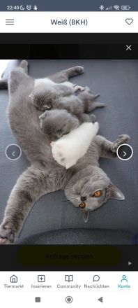 erfahrener BKH Deckkater weiss