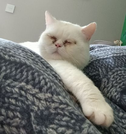 erfahrener BKH Deckkater weiss