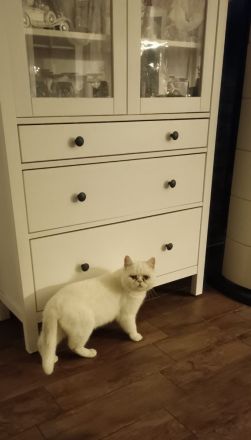 erfahrener BKH Deckkater weiss