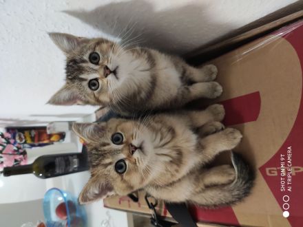 Baby Katzen in Golden Shaded