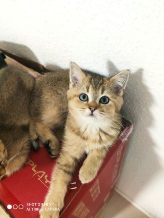 Baby Katzen in Golden Shaded