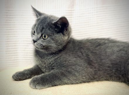 BKH Britisch Kurzhaar Kitten Suchen ab sofort ein neues Zuhause