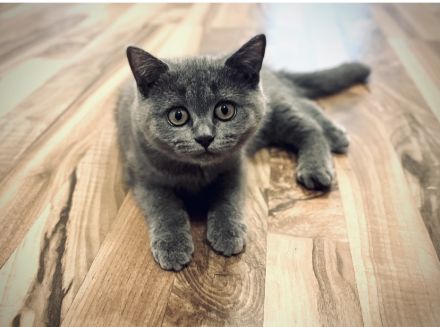 BKH Britisch Kurzhaar Kitten Suchen ab sofort ein neues Zuhause