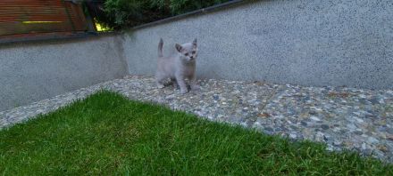 BKH Kitten mit WCF- Stammbaum