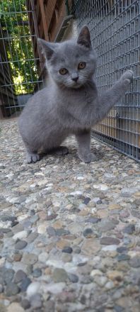 BKH Kitten mit WCF- Stammbaum