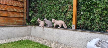 BKH Kitten mit WCF- Stammbaum