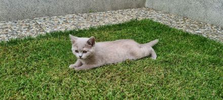 BKH Kitten mit WCF- Stammbaum