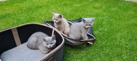 BKH Kitten mit WCF- Stammbaum