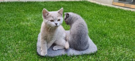 BKH Kitten mit WCF- Stammbaum