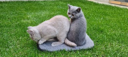 BKH Kitten mit WCF- Stammbaum