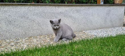 BKH Kitten mit WCF- Stammbaum