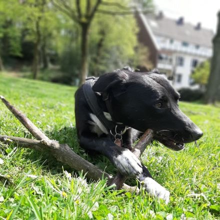 Karli sucht ein neues Zuhause