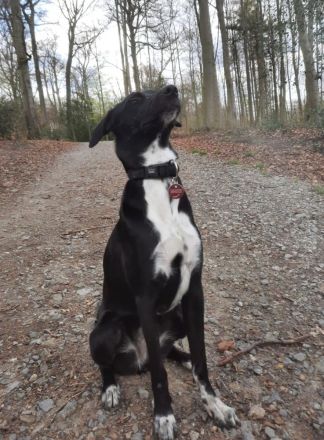 Karli sucht ein neues Zuhause