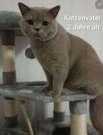 Reinrassige BKH Kitten Blue weiblich
