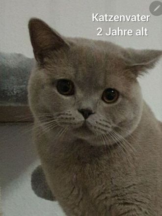 Reinrassige BKH Kitten Blue weiblich