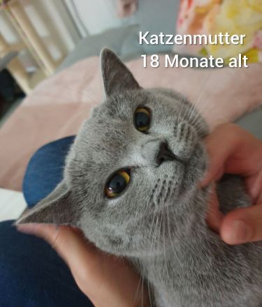 Reinrassige BKH Kitten Blue weiblich