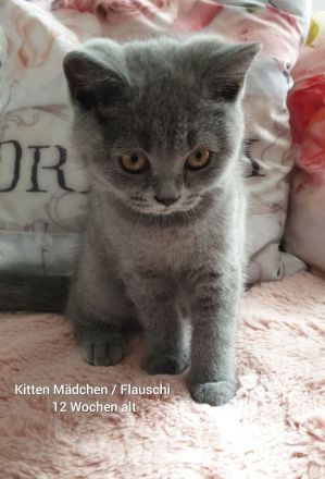 Reinrassige BKH Kitten Blue weiblich