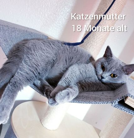 Reinrassige BKH Kitten Blue weiblich