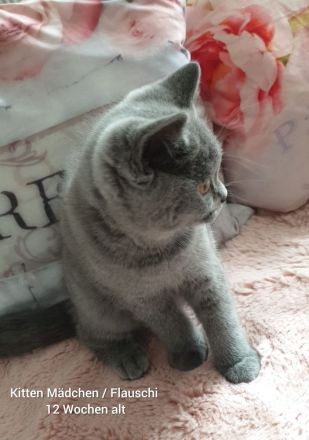 Reinrassige BKH Kitten Blue weiblich
