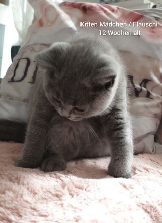 Reinrassige BKH Kitten Blue weiblich