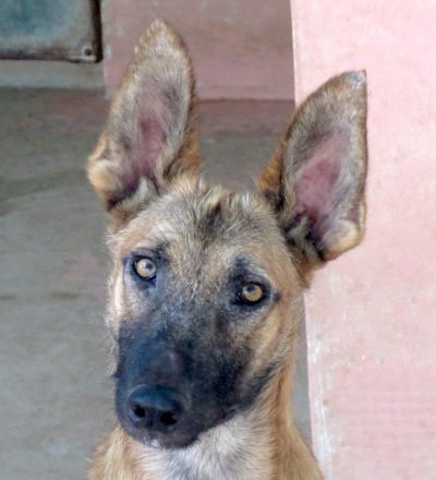 Sushi 2, männlicher Schäferhund-Mix