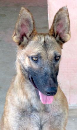 Sushi 2, männlicher Schäferhund-Mix