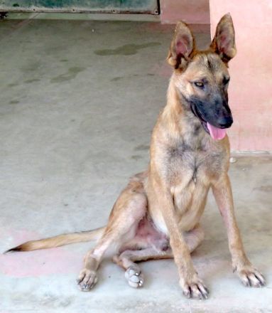 Sushi 2, männlicher Schäferhund-Mix