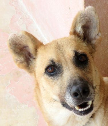 Lisa 4, weiblicher Schäferhund-Mix