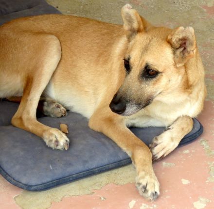 Lisa 4, weiblicher Schäferhund-Mix