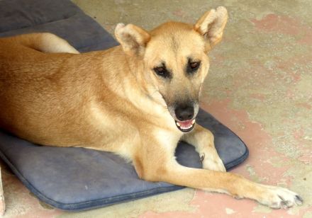 Lisa 4, weiblicher Schäferhund-Mix