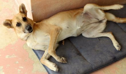 Lisa 4, weiblicher Schäferhund-Mix