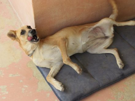 Lisa 4, weiblicher Schäferhund-Mix