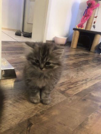 BLH British Langhaar Kater