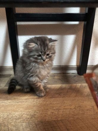 BLH British Langhaar Kater