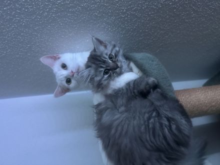 BLH British Langhaar Kater