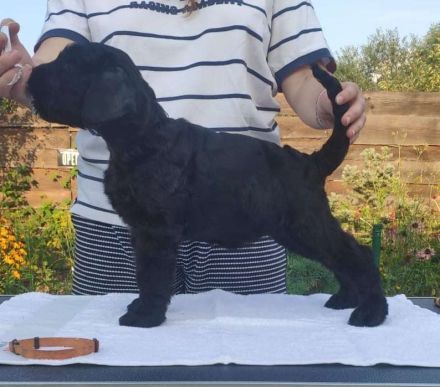 Riesenschnauzer schwarz puppies