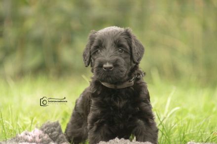 Riesenschnauzer schwarz puppies