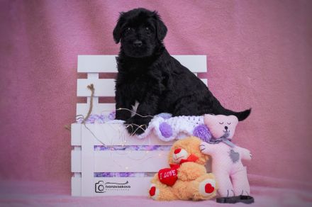 Riesenschnauzer schwarz puppies