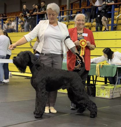 Riesenschnauzer schwarz puppies