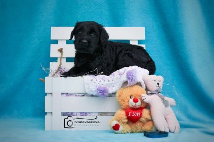 Riesenschnauzer schwarz puppies