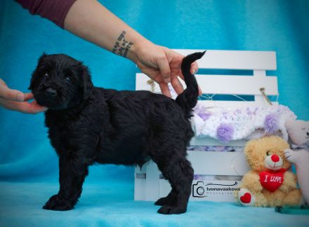 Riesenschnauzer schwarz puppies