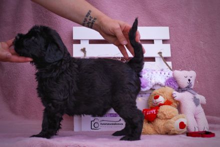 Riesenschnauzer schwarz puppies