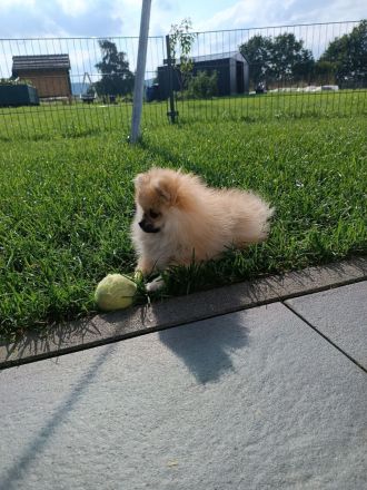 Zwergspitz Pomeranian Mädchen
