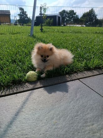 Zwergspitz Pomeranian Mädchen